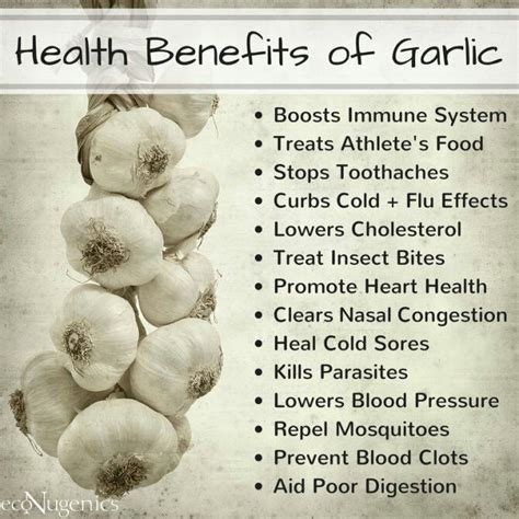benefits of garlic garlic health benefits garlic benefits garlic health