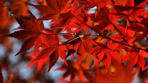 Red Autumn Fall Leaves Maple Tree Branches Hd Autumn Wallpapers Hd