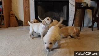 Yellow Labrador Retriever Puppies Playing Weeks Cute Explosion Buc A