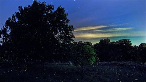 A Method For Photographing Fireflies Firefly Starry Photography