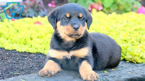 See more of rottie puppies on facebook. Baby | Rottweiler Puppy For Sale | Keystone Puppies