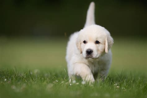 Download Wallpapers Golden Retrievers 4k Pets Puppies Lawn Cute