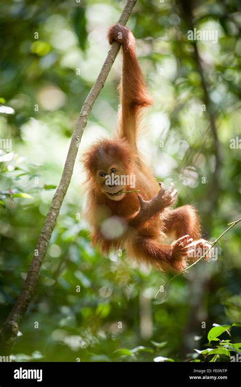 Sumatran Orangutan Pongo Abelii In Gunung Leuser National Park Bukit