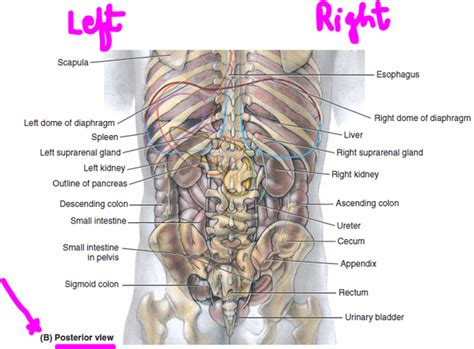 The most superior rib is designated rib 1 and it articulates. What organs are on the right side of your back? - Quora