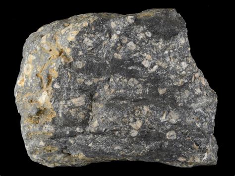 Carboniferous Limestone With Crinoids
