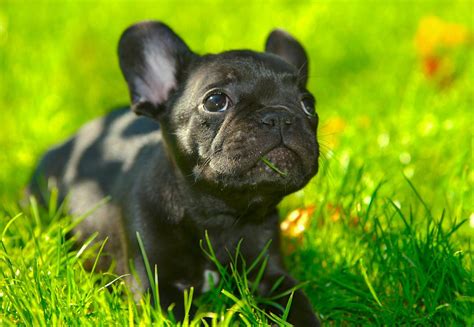 5 Things To Know About French Bulldogs Petful