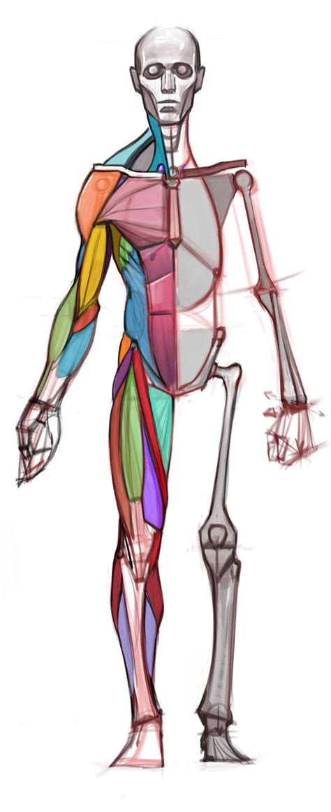 The artist's guide to the dynamics of figure drawing. figuredrawing.info news