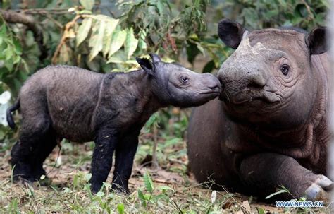 A New Male Endangered Calf Sumatra Rhinoceros Named Andatu L