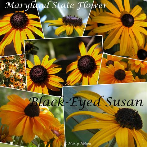Black Eyed Susan Maryland State Flower ©photo Copyright By Marty