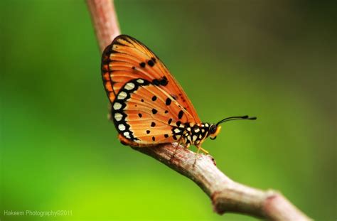 Hakeem Photography Orange Butterfly