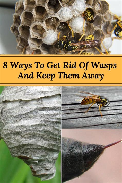 8 Ways To Get Rid Of Wasps And Keep Them Away Get Rid Of Wasps Pest