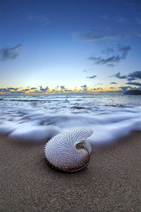 Nautilus By Nature Sean Davey Photography