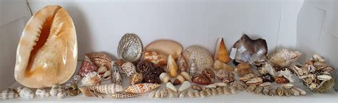 Lot Collection Of Sea Shells 50 And Some Rare