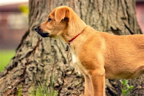 25 Most Quiet Dogs Based On Science