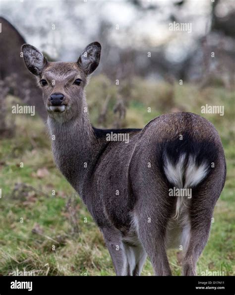 Sika Deer And Uk Hi Res Stock Photography And Images Alamy