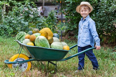 Boy With Wheelbarrow In Garden Stock Image Image Of Garden Carry
