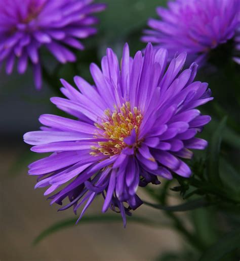 List 92 Pictures Images Of Aster Flowers Stunning 102023