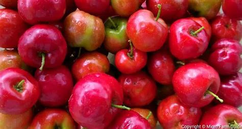 Barbados Cherry The Superfruit With A Twist Micro Farm Guide