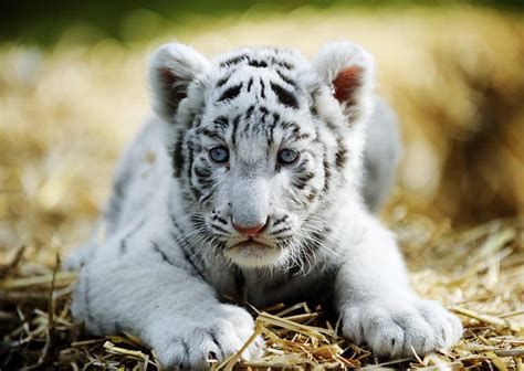 Cute Tiger Telegraph
