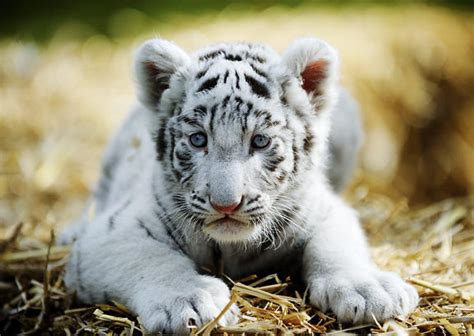 White Tiger Cubs Wallpapers Images Photos Pictures Backgrounds