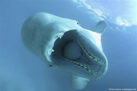 Interesting Facts About Beluga Whales Just Fun Facts