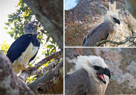 Rare Harpy Eagle Chick Photographed In Peruvian Amazon