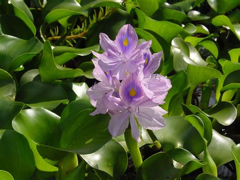 Water Hyacinth Eichhornia Crassipes Aquasnails