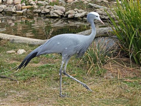 Birds Of The World Cranes Gruidae