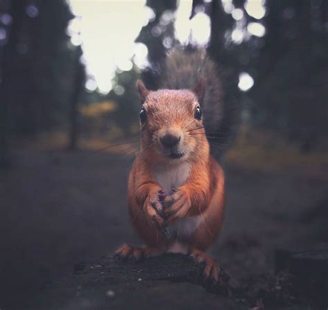 Young Photographer Creates A Bond With Wild Animals To Get