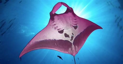 Worlds Only Pink Manta Ray Discovered Stunning Images Emerge The Vintage News