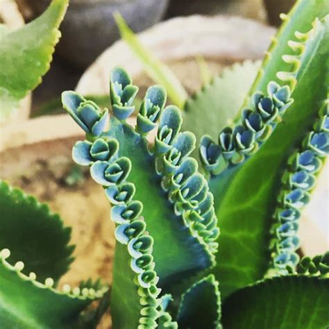 Mother Of Thousands Care 101 Water Light And Growing Tips