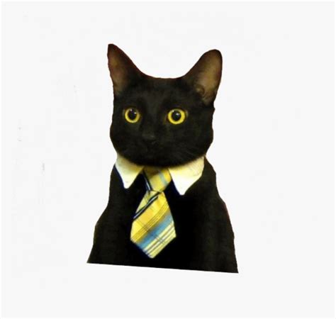 Business Cat Meme Hd Png Download Kindpng