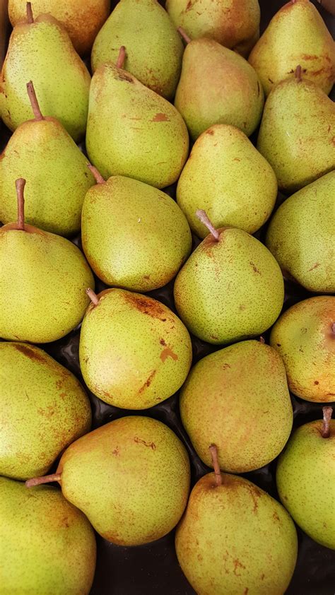 Poire Comice Au Potager De Bécheret