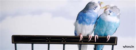 Blue Birds Budgie Facebook Cover