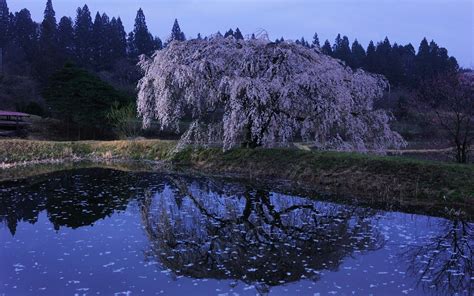 Water Japan Cherry Blossoms Flowers Spring Reflections Flowered