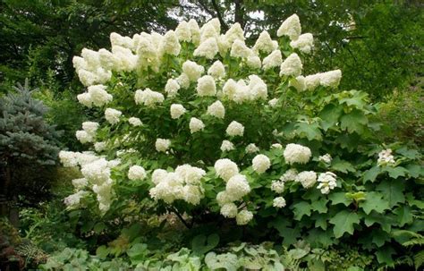 Wil je toch snoeien omdat hij anders te groot wordt, doe dat dan in maart en april. Hydrangea paniculata 'Grandiflora' - schapenkop-hortensia ...