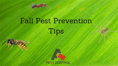 Fall Pest Prevention Tips A Plus Pest Control