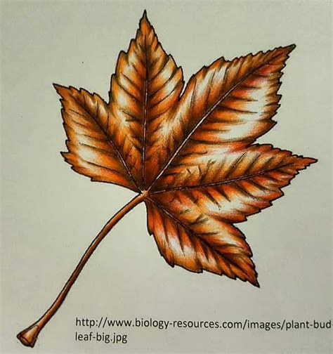 Coloring Tips Coloring Book Art Leaf Coloring Coloring Pictures