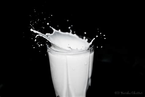 Curious Dino Photography Milk Splash