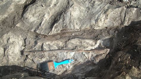 Palaeoblog Dry Island Albertosaurus Bone Bed