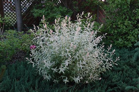 New growth in the spring is soft pink, and regular leaves are mottled and vary from pale green and yellow to white. Tricolor Willow (Salix integra 'Hakuro Nishiki') in ...