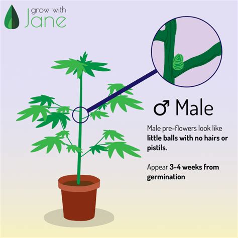 identify male female and hermaphrodite cannabis plants