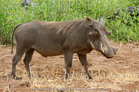 Minden Pictures Cape Warthog Phacochoerus Aethiopicus Male Kruger