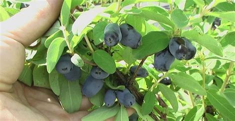 7 Unique Summer Berries To Grow On Your Own Daves Garden