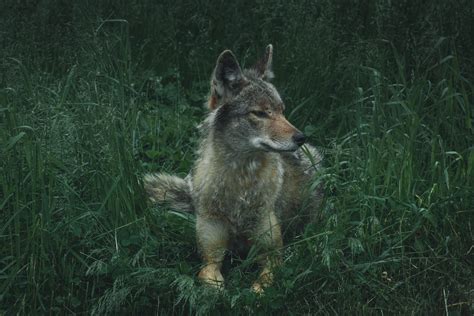 Gray Fox Wolf Predator Grass Hd Wallpaper Wallpaper Flare