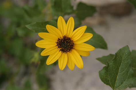 With almost 70 different species, you're left with unlimited options when the flower beads usually measure around two to six inches in width. Mini Sunflower Look-a-like | Flickr - Photo Sharing!