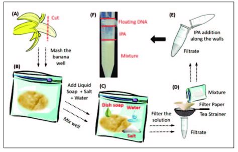 Dna Extraction From Banana A Cut A Quarter Of The Banana B Mash It Download Scientific