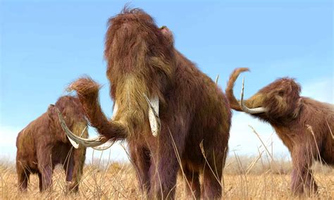 Woolly Mammoth Vs Mastodon What Are The Key Differences A Z Animals
