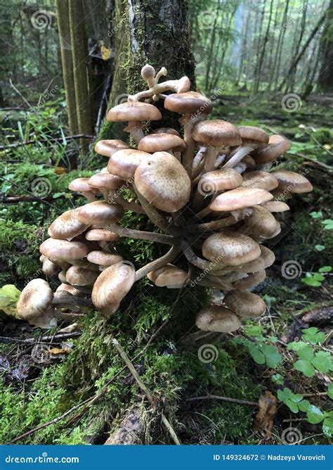 Edible Armillaria Ostoyae Mushroom Commonly Known As Honey Mushroom