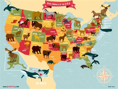 Map Of Usa Showing State Animals Or Birds By Jennifer Farley Light